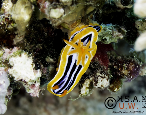 A NUDIBRANCH