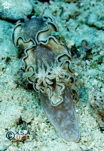 A NUDIBRANCH