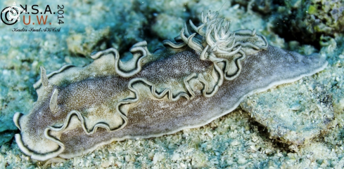 A NUDIBRANCH