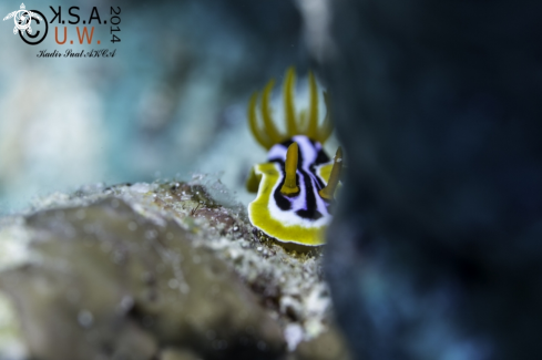 A NUDIBRANCH