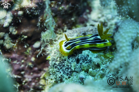 A NUDIBRANCH