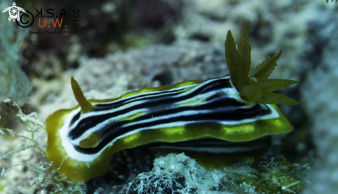 A NUDIBRANCH