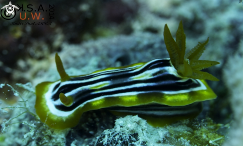 A NUDIBRANCH