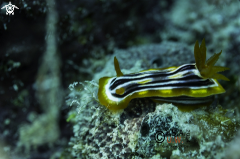 A NUDIBRANCH