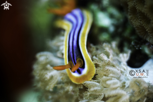 A NUDIBRANCH