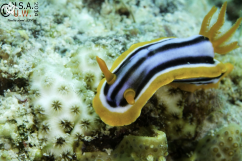 A NUDIBRANCH