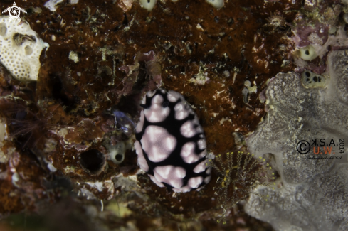 A NUDIBRANCH