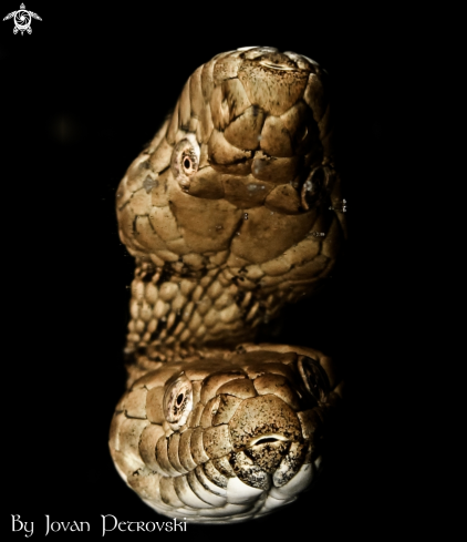 A Vodena zmija Ribarica / Water snake - Dice snake.