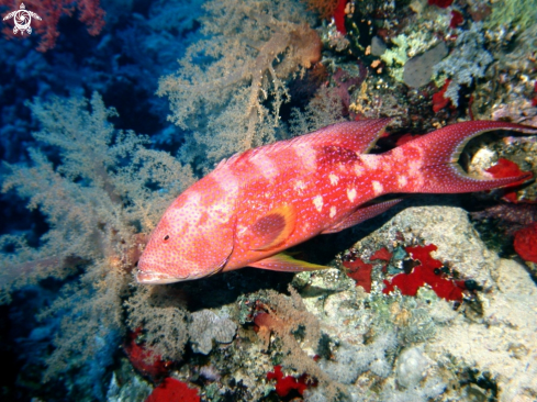 A Lunar tail grouper