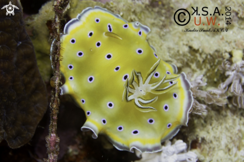 A NUDIBRANCH