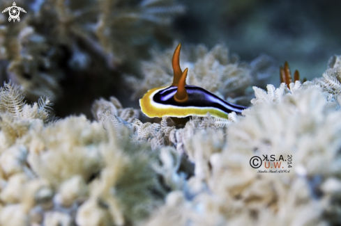 A NUDIBRANCH