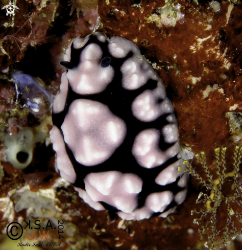 A NUDIBRANCH