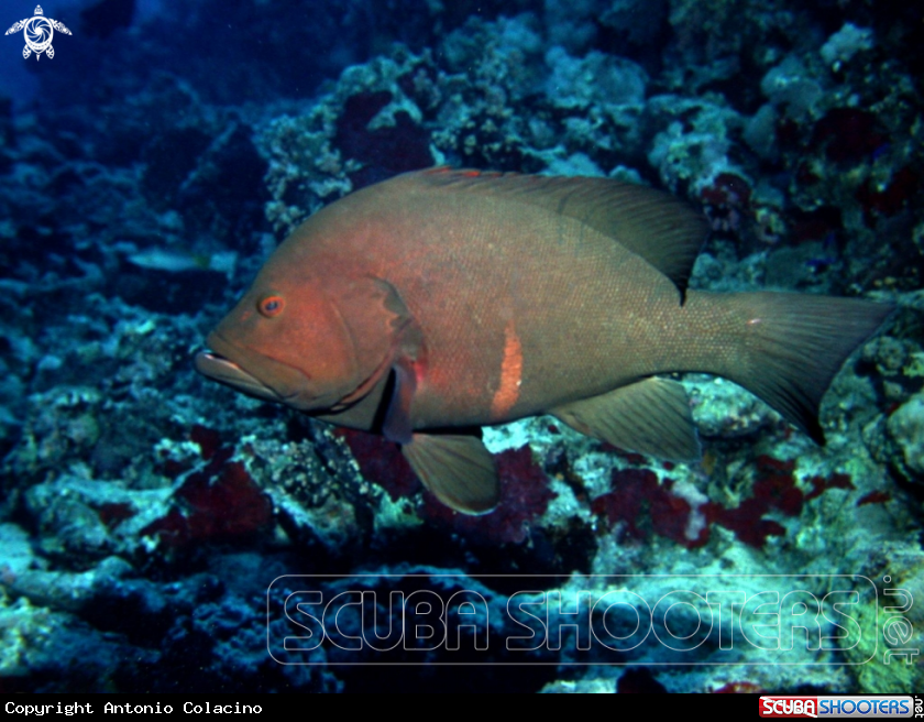 A Red mouth grouper
