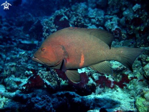 A Red mouth grouper