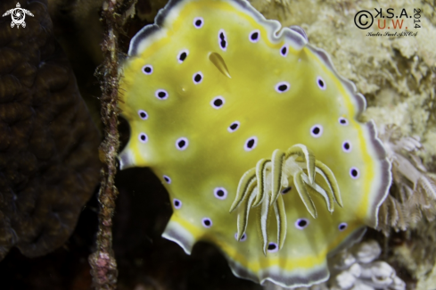 A NUDIBRANCH