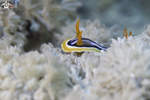 A NUDIBRANCH