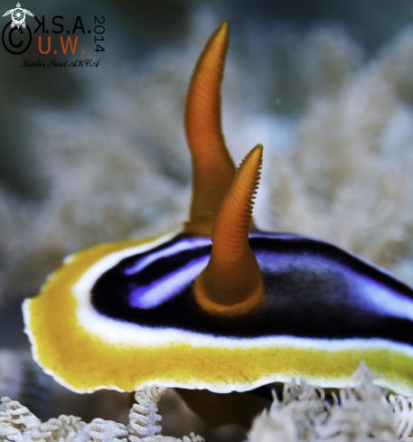 A NUDIBRANCH