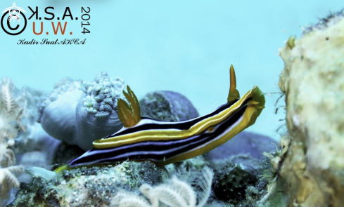 A NUDIBRANCH