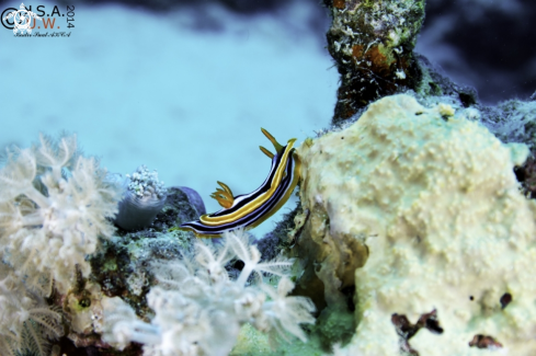 A NUDIBRANCH