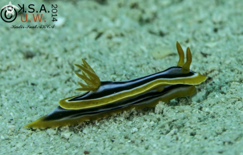 A NUDIBRANCH