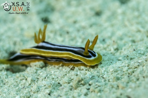 A NUDIBRANCH