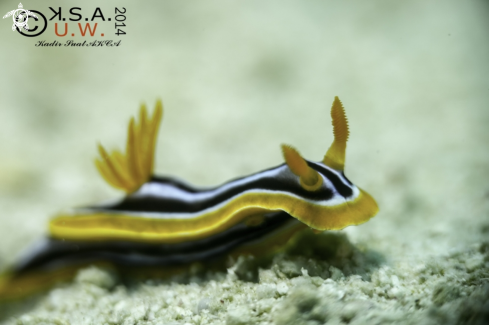 A NUDIBRANCH