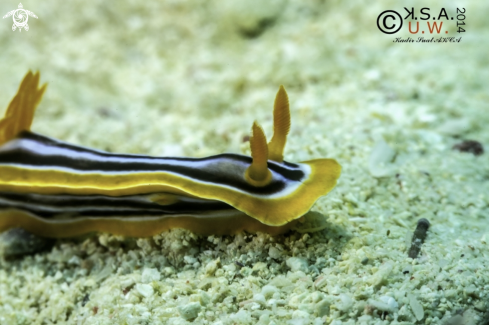 A NUDIBRANCH