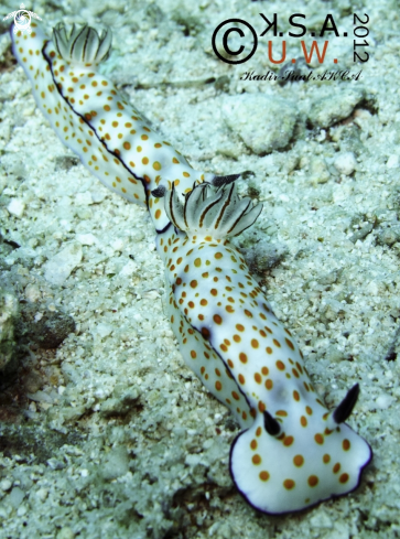 A NUDIBRANCH