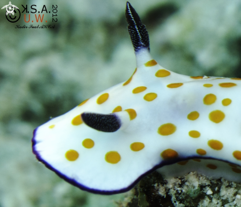 A NUDIBRANCH