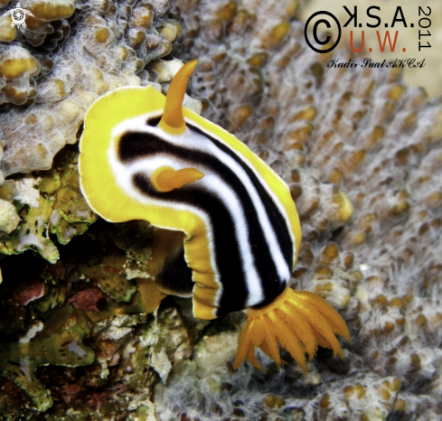 A NUDIBRANCH