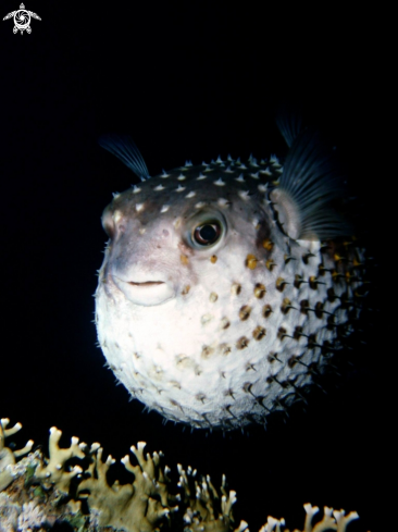 A Diodon hstrix | Pesce palla spinoso