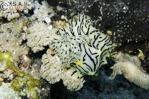 A NUDIBRANCH