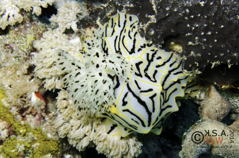 A NUDIBRANCH