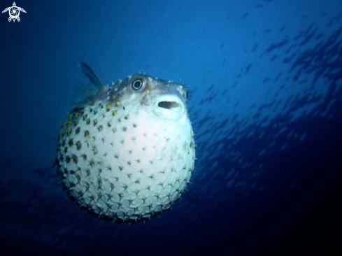 A Pesce palla spinoso