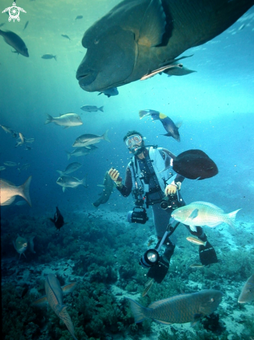 A Cheilinus undulatus | Napoleon fish-Pesce Napoleone