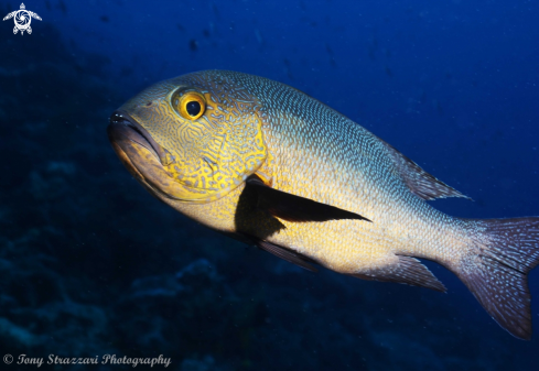 A Macolor macularis | Midnight snapper