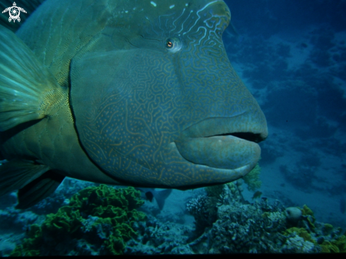 A Cheilinus undulatus | Napoleon fish-Pesce Napoleone