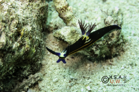 A NUDIBRANCH