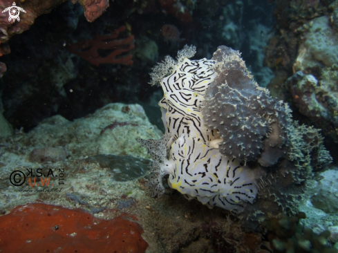 A NUDIBRANCH