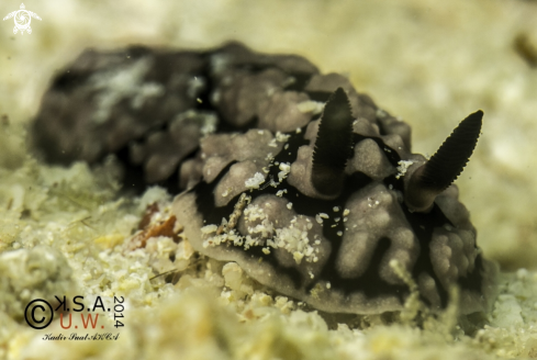 A NUDIBRANCH