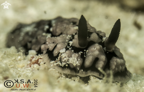 A NUDIBRANCH