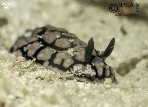 A NUDIBRANCH