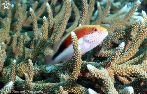 A Paracirrhites forsteri | Freckled hawkfish