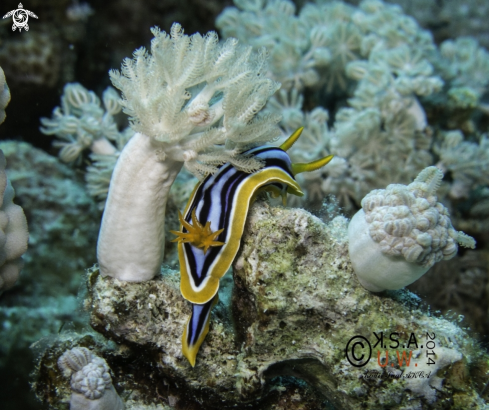 A NUDIBRANCH