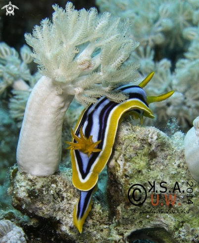 A NUDIBRANCH