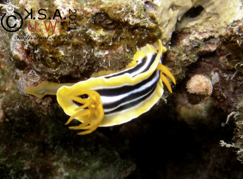 A NUDIBRANCH