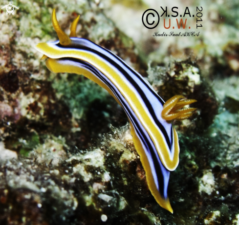 A NUDIBRANCH