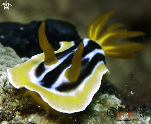 A NUDIBRANCH