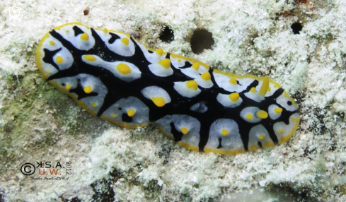 A NUDIBRANCH