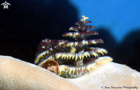 A Spirobranchus giganteus | Christmas tree worm